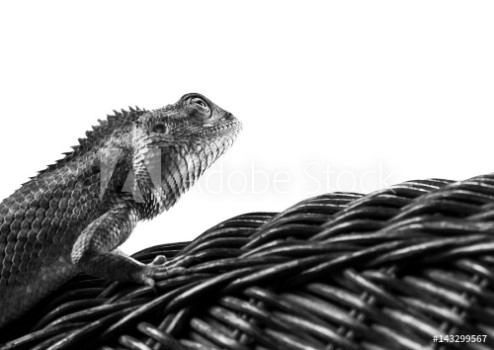Picture of Beautiful monochrome bearded Dragon lizard resting on vine chair with white background